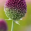 ALLIUM Sphaerocephalon -Garden Grace Store allium sphareocephalon