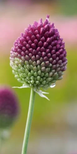 ALLIUM Sphaerocephalon
