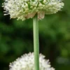 ALLIUM Stipitatum 'Mount Everest' -Garden Grace Store allium stipitatum mount everest 5190012