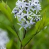 AMSONIA Ciliata -Garden Grace Store amsonia ciliata 6040022