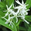 AMSONIA Illustris -Garden Grace Store amsonia illustris