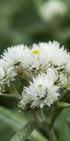 ANAPHALIS Triplinervis