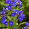 ANCHUSA Azurea 'Loddon Royalist' -Garden Grace Store anchusa azurea loddon royalist 5180017 2 2