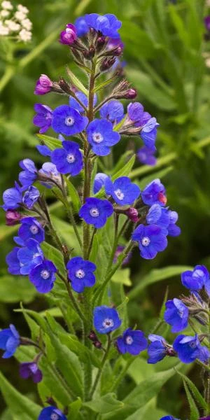 ANCHUSA Azurea 'Loddon Royalist' 3 ANCHUSA Azurea 'Loddon Royalist'