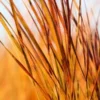 ANEMANTHELE Lessoniana (syn. STIPA Arundinacea) -Garden Grace Store anemanthele lessoniana 290456