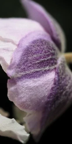 ANEMONE 'Dreaming Swan' PBR 7 ANEMONE 'Dreaming Swan' PBR -Garden Grace Store anemone dreaming swan