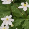 ANEMONE Flaccida -Garden Grace Store anemone flaccida 3280480