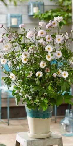 ANEMONE 'Frilly Knickers' -Garden Grace Store anemone frilly knickers s 3