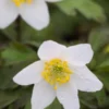 ANEMONE Nemorosa -Garden Grace Store anemone nemorosa 3200006