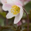 ANEMONE Nemorosa Flushed Rose Pink -Garden Grace Store anemone nemorosa flushed pink 4100445