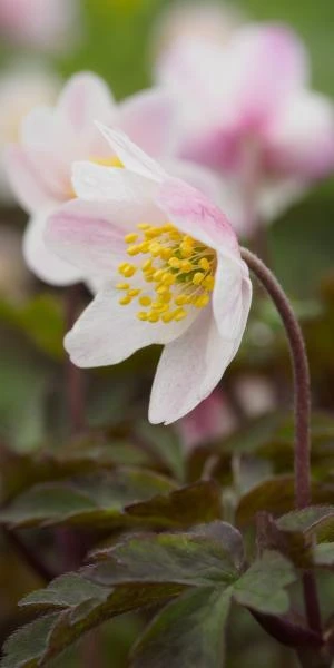 ANEMONE Nemorosa Flushed Rose Pink 3 ANEMONE Nemorosa Flushed Rose Pink