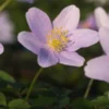 ANEMONE Nemorosa 'Robinsoniana' 1 ANEMONE Nemorosa 'Robinsoniana' -Garden Grace Store anemone nemorosa robinsoniana 4061016