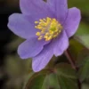 ANEMONE Nemorosa 'Royal Blue' -Garden Grace Store anemone nemorosa royal blue 3250292