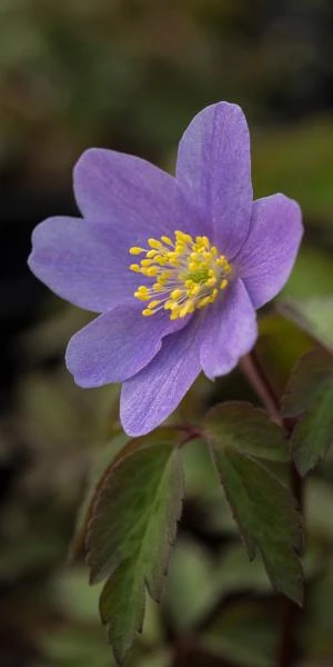 ANEMONE Nemorosa 'Royal Blue' 3 ANEMONE Nemorosa 'Royal Blue'