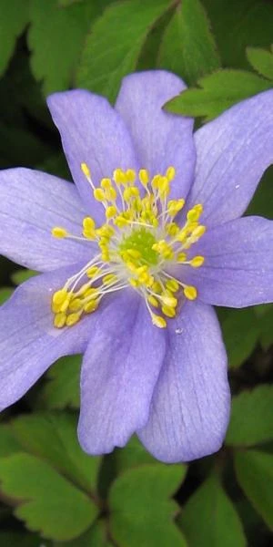 ANEMONE Nemorosa 'Royal Blue' 4 ANEMONE Nemorosa 'Royal Blue' - Image 2