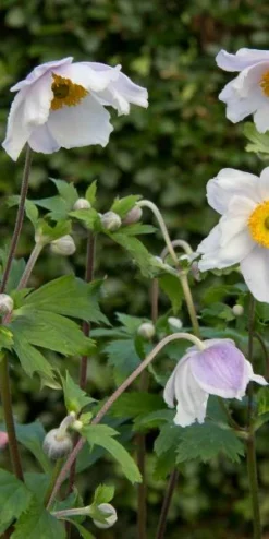 ANEMONE 'Ruffled Swan' PBR -Garden Grace Store anemone ruffled swan