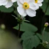 ANEMONE X Hybrida 'Honorine Jobert' 2 ANEMONE X Hybrida 'Honorine Jobert' -Garden Grace Store anemone x hybrida honorine jobert web