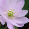 ANEMONELLA Thalictroides Pink -Garden Grace Store anemonella thalictroides