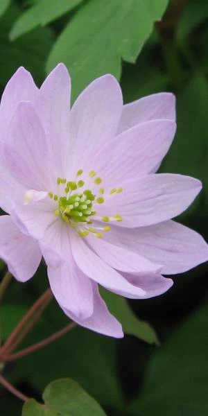 ANEMONELLA Thalictroides Pink 3 ANEMONELLA Thalictroides Pink