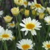 ANTHEMIS Tinctoria 'Sauce Hollandaise'