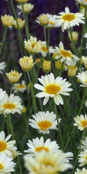 ANTHEMIS Tinctoria 'Sauce Hollandaise' 3 ANTHEMIS Tinctoria 'Sauce Hollandaise'