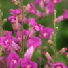 ANTIRRHINUM 'Pretty In Pink' PBR -Garden Grace Store antirrhinum pretty in pink 5150047 2