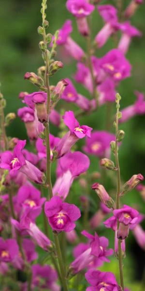 ANTIRRHINUM 'Pretty In Pink' PBR 3 ANTIRRHINUM 'Pretty In Pink' PBR