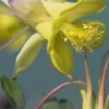 AQUILEGIA Chrysantha 'Yellow Queen' -Garden Grace Store aqueleiga chrysantha yellow queen 051390