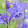 AQUILEGIA 'Hensol Harebell' 2 AQUILEGIA 'Hensol Harebell' -Garden Grace Store aquilegia hensol harebell 2