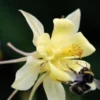 AQUILEGIA Longissima -Garden Grace Store aquilegia longissima 6161122