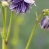AQUILEGIA Vulgaris Var. Stellata 'Christa Barlow' (Barlow Series) -Garden Grace Store aquilegia vulgaris var 9