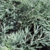 ARTEMISIA 'Powis Castle' 1 ARTEMISIA 'Powis Castle' -Garden Grace Store artemesia powis castle
