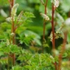 ARUNCUS Aethusifolius -Garden Grace Store aruncus aethusifolius
