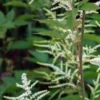 ARUNCUS Dioicus -Garden Grace Store aruncus dioicus