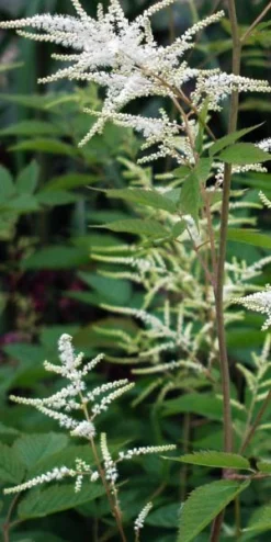 ARUNCUS Dioicus