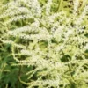 ARUNCUS Dioicus 'Kneiffii' -Garden Grace Store aruncus kneffii a 6120581