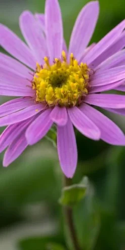 ASTER Amellus 'Rosa Erfullung' (Pink Zenith)