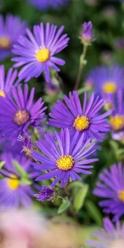 ASTER Amellus 'Sonora' -Garden Grace Store aster amellus sonora 9070070 3