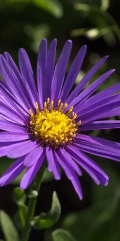 ASTER Amellus 'Veilchenkonigin'