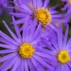 ASTER Amellus 'King George' 2 ASTER Amellus 'King George' -Garden Grace Store aster king george 9160164