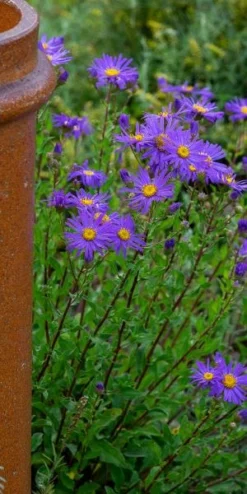ASTER Amellus 'King George' 7 ASTER Amellus 'King George' -Garden Grace Store aster king george web