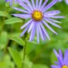 ASTER X Frikartii 'Monch' -Garden Grace Store aster x frikartii monch 9230759