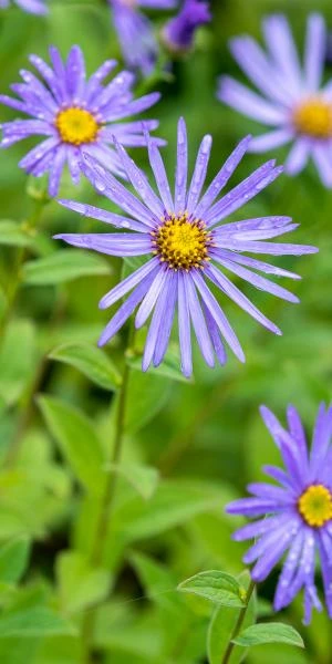 ASTER X Frikartii 'Monch' 3 ASTER X Frikartii 'Monch'