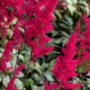 ASTILBE 'Fanal' (x Arendsii) 2 ASTILBE 'Fanal' (x Arendsii) -Garden Grace Store astilbe fanal x arendsii 6270947