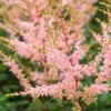 ASTILBE 'Hennie Graafland' (simplicifolia Hybrid) -Garden Grace Store astilbe hennie graafland 6270938