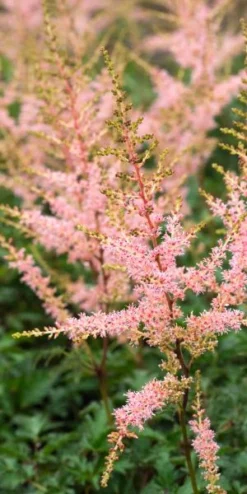 ASTILBE 'Hennie Graafland' (simplicifolia Hybrid)
