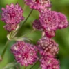 ASTRANTIA Major 'Abbey Road' PBR -Garden Grace Store astrantia abbey road web 8070773 2