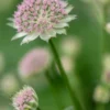 ASTRANTIA 'Buckland' 2 ASTRANTIA 'Buckland' -Garden Grace Store astrantia buckland 6030756 2