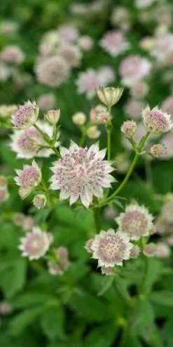 ASTRANTIA 'Buckland' -Garden Grace Store astrantia buckland 6301070