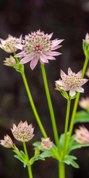 ASTRANTIA Major 'Florence' PBR 4 ASTRANTIA Major 'Florence' PBR - Image 2